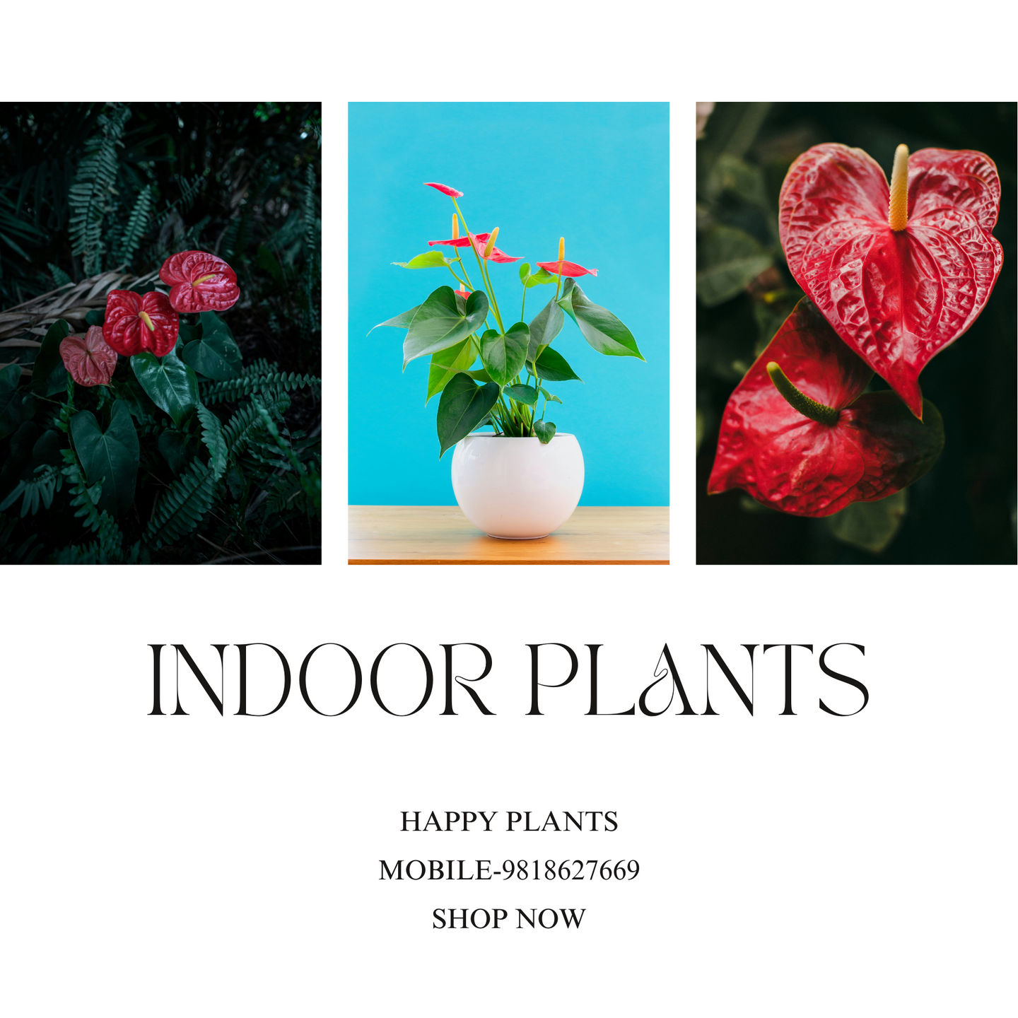Plant Serenity